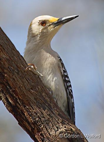 Golden-fronted Woodpecker_44362.jpg - Golden-fronted Woodpecker (Melanerpes aurifrons)Photographed at Goliad, Texas, USA.